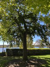 An english oak tree